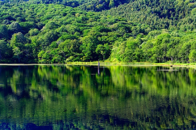 Foto vista panorámica del lago en el bosque