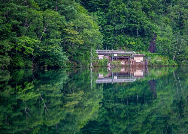 Vista panorámica del lago en medio de los árboles en el bosque