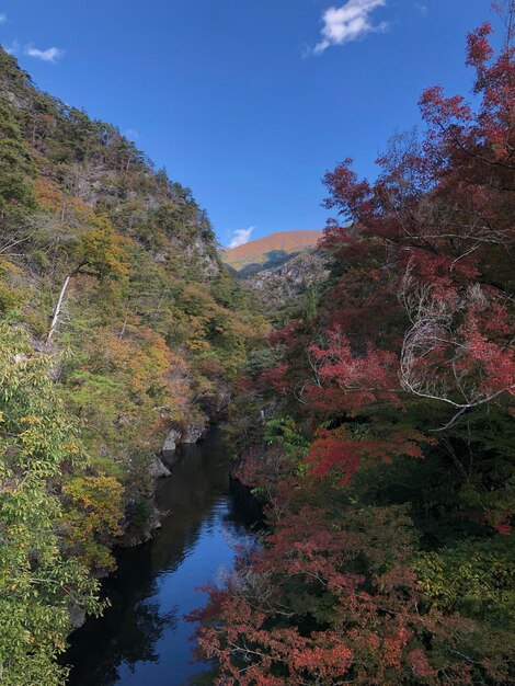 Foto vista panorámica del lago en medio de los árboles contra el cielo