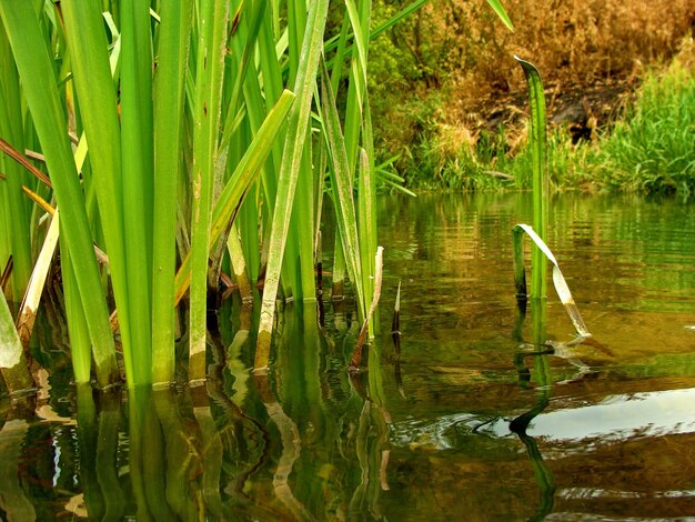 Foto vista panorámica del lago