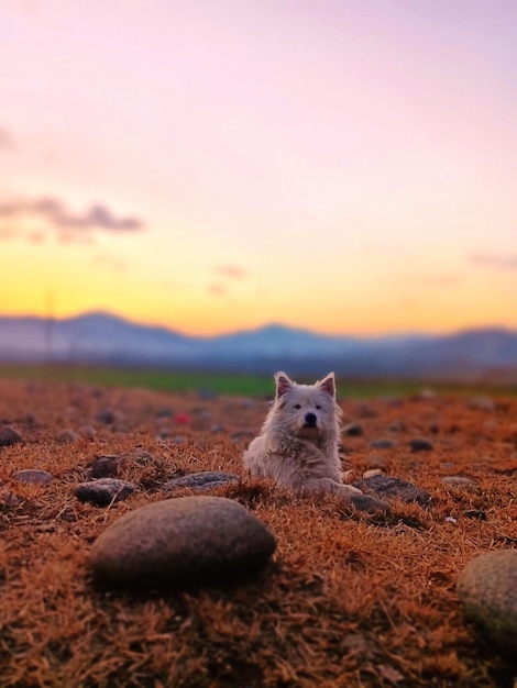 Foto vista panorámica del mar contra el cielo durante la puesta de sol