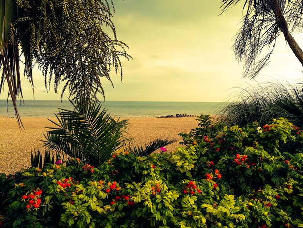 Vista panorámica del mar tranquilo al atardecer