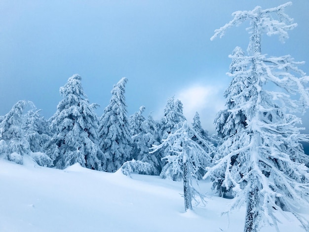 Vista panorámica de las montañas cubiertas de nieve contra el cielo