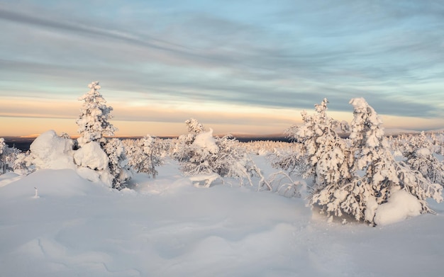 Vista panorámica de las montañas de invierno al amanecer Bosque polar de invierno Hermoso paisaje de una pendiente de nieve con árboles de lujo al amanecer Amanecer sobre una colina cubierta de nieve Dramático nublado sobre el cielo