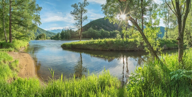 Vista panorámica de la naturaleza de verano, el flujo del río tranquilo y el sol de los árboles verdes a través de las ramas Altai