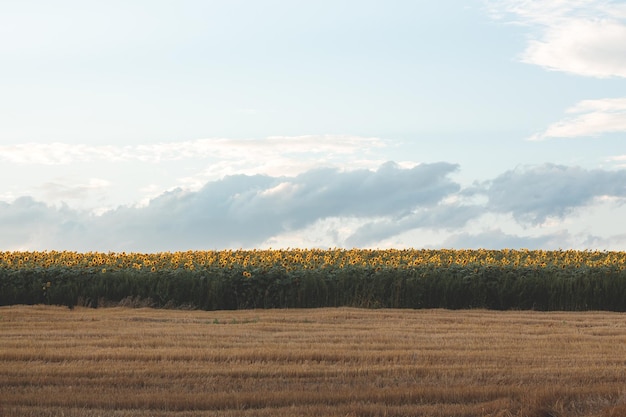 Vista panorâmica no campo de girassol com céu