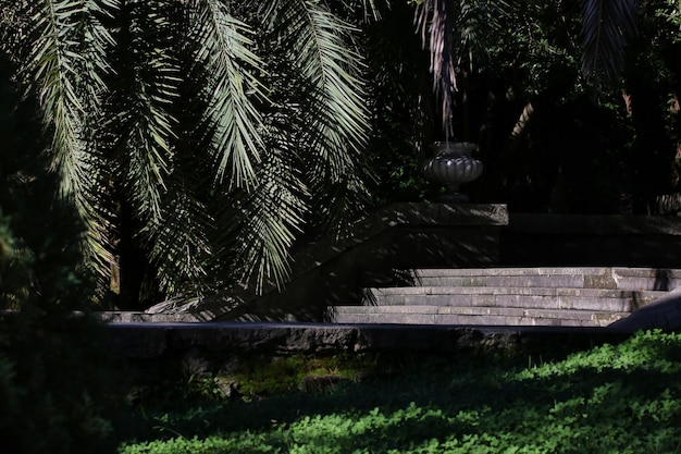 Foto vista panorâmica no parque dendrarium em sochi, rússia.