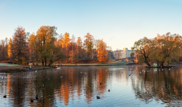 Vista panorámica de otoño del parque de la mañana con cisnes y Gran Palacio en la orilla. Gatchina. Rusia.