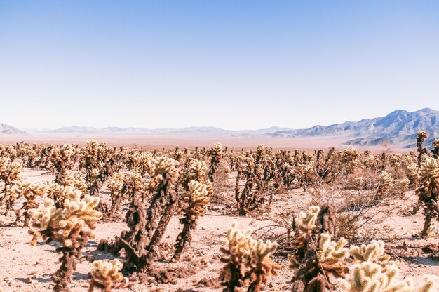 Vista panorámica del paisaje contra un cielo despejado