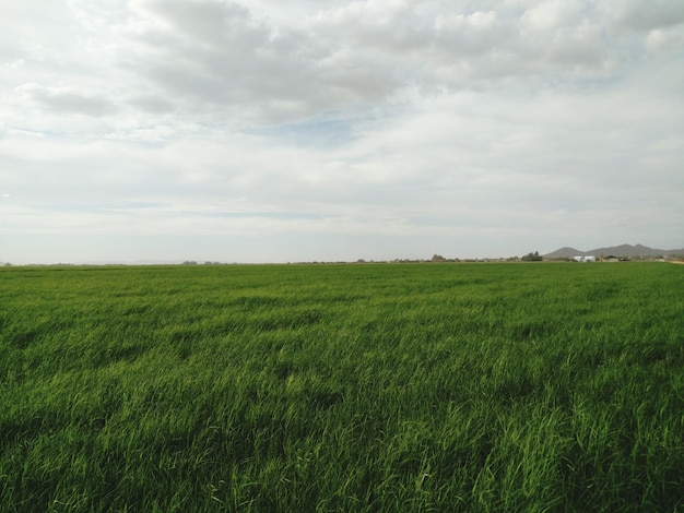 Foto vista panorámica del paisaje cubierto de hierba contra el cielo