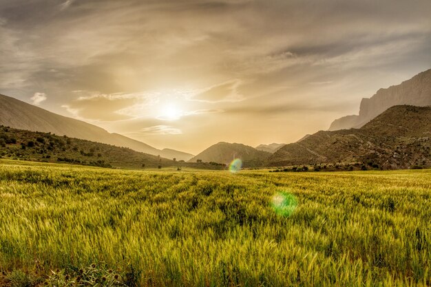 Foto vista panorámica del paisaje herboso y las montañas al atardecer