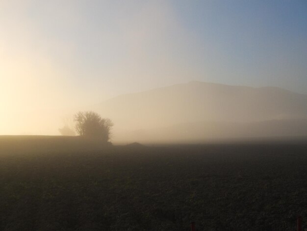 Foto vista panorámica del paisaje herboso durante el tiempo de niebla