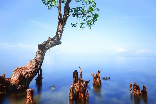 Vista panorámica del paisaje marino con manglares en un hermoso día