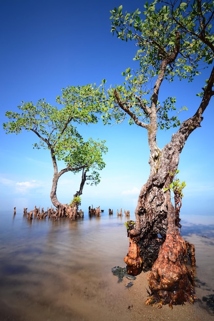 Vista panorámica del paisaje marino con manglares en un hermoso día