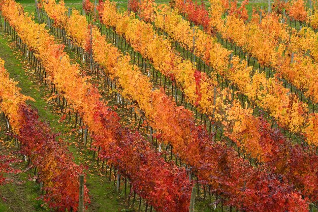 Foto vista panorámica del paisaje durante el otoño