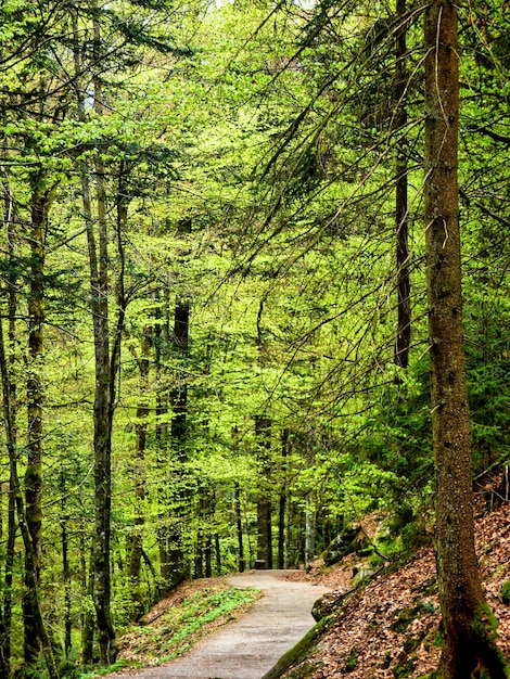 Vista panorámica del paisaje en la Selva Negra Alemania