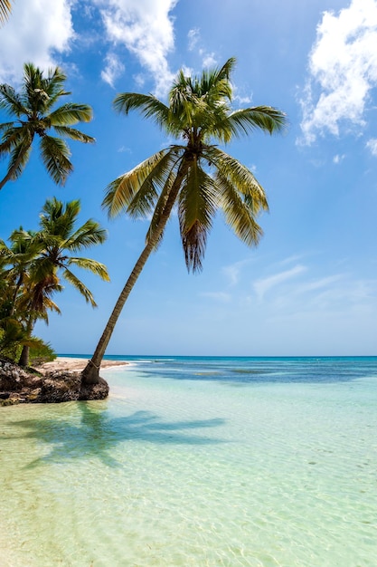 Vista panorámica de la palmera en el mar contra el cielo