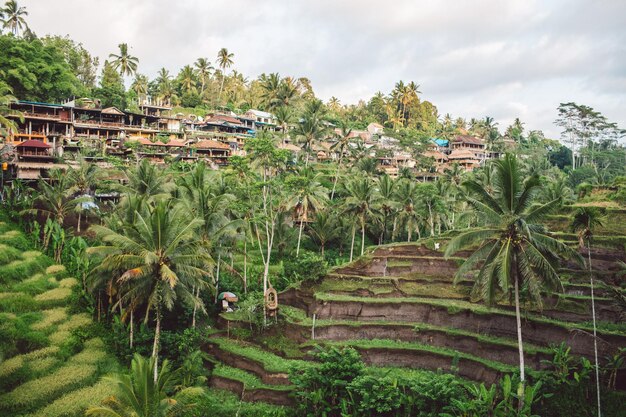 Foto vista panorámica de palmeras y arrozales contra el cielo