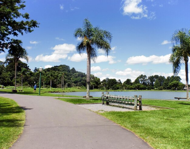 Foto vista panorámica de las palmeras contra el cielo