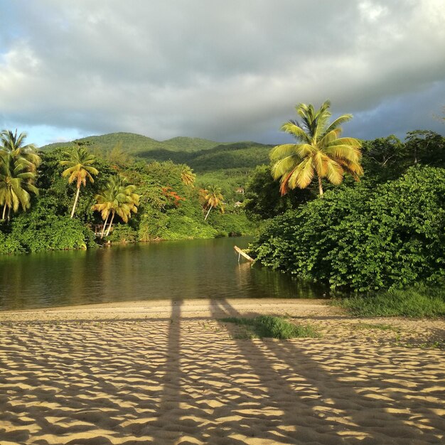 Foto vista panorámica de las palmeras por las plantas contra el cielo