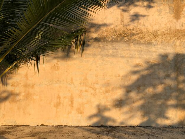 Foto vista panorámica de las palmeras en tierra