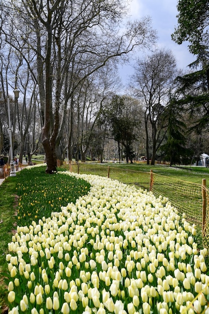 Vista panorámica del parque de la ciudad Tulipanes blancos en el parque