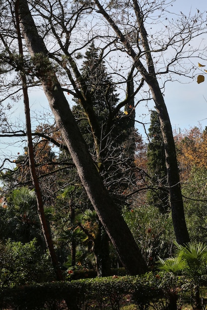 Foto vista panorámica del parque dendrarium en sochi, rusia.