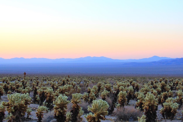 Vista panorámica del Parque Nacional Joshua Tree contra el cielo durante el amanecer