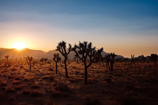 Vista panorámica del Parque Nacional Joshua Tree durante la puesta de sol. California, EE.UU