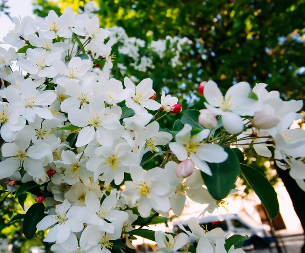 Vista panorámica en un parque de primavera Flores en flor