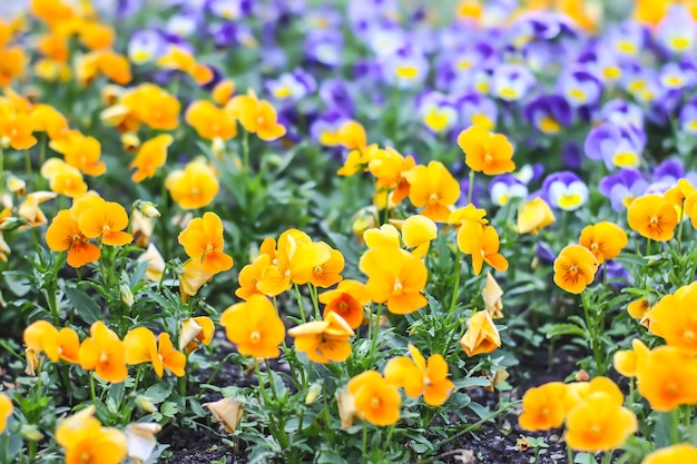 Vista panorámica en un parque de primavera Flores en flor