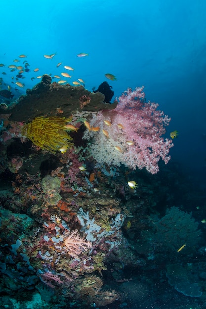 Vista panorámica de los peces que nadan bajo el agua