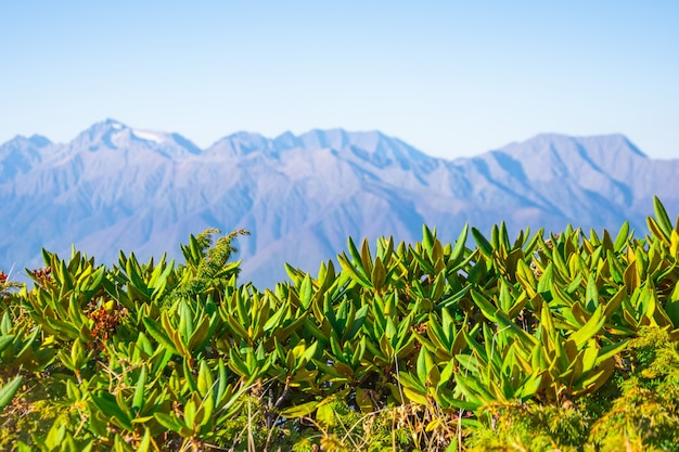 Vista panorámica de los picos de las montañas y el cielo azul claro, en primer plano la vegetación de montaña hierba en foco.