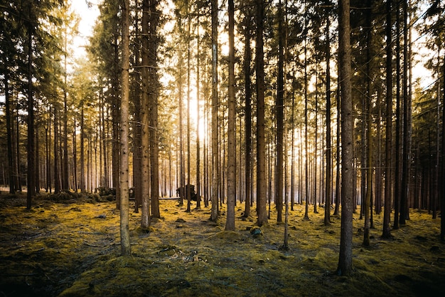 Vista panorámica de pinos en el bosque durante un día soleado