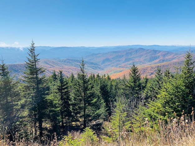 Vista panorámica de los pinos contra el cielo