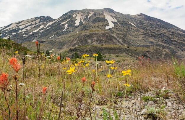 Foto vista panorámica de plantas con flores en el campo contra las montañas