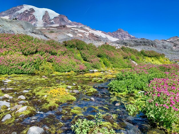 Foto vista panorámica de plantas con flores junto a las montañas contra el cielo