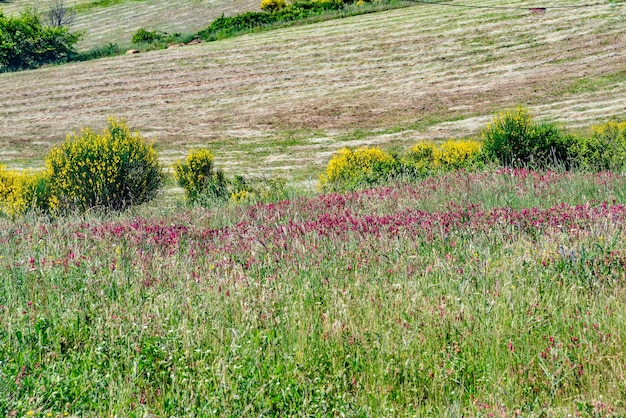 Foto vista panorámica de las plantas con flores púrpuras en tierra