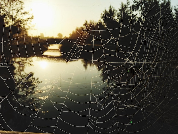 Foto vista panorámica de la red de araña.