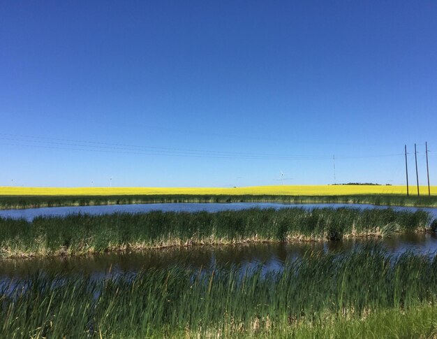 Foto vista panorámica del río y el campo de colza contra un cielo despejado