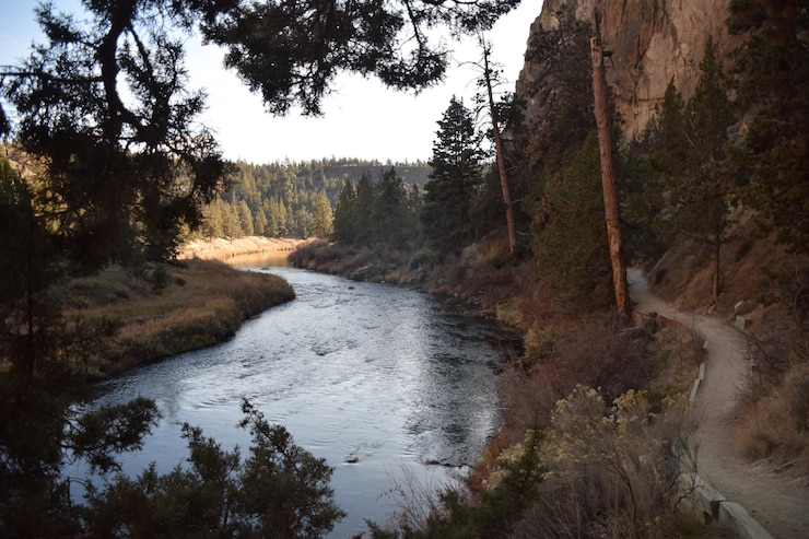 Foto vista panorámica del río en medio de los árboles en el bosque contra el cielo