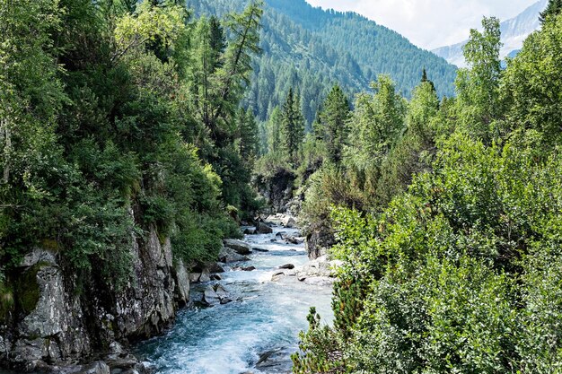 Foto vista panorámica del río que fluye entre los árboles en el bosque