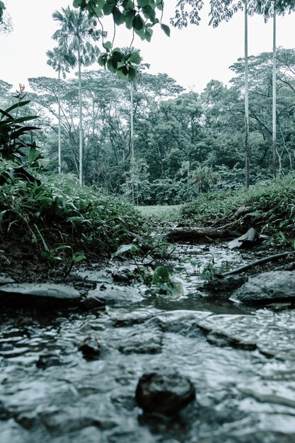 Foto vista panorámica del río que fluye en el bosque