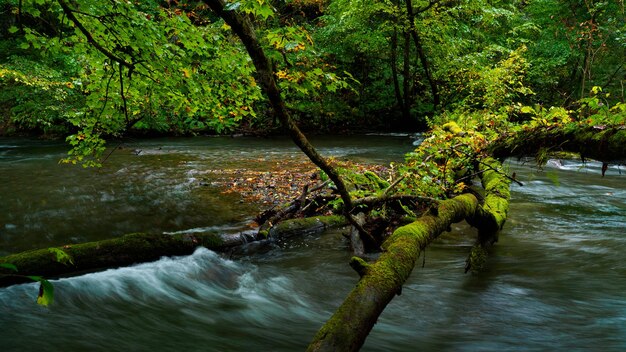 Foto vista panorámica del río que fluye en el bosque