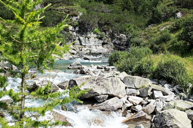 Foto vista panorámica del río que fluye a través de las rocas en el bosque