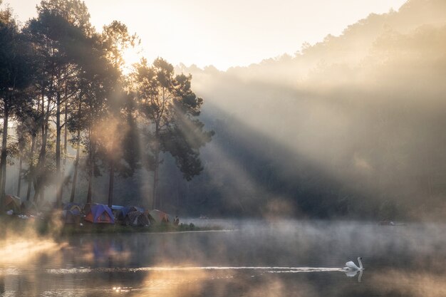 Vista panorámica de los turistas del bosque de pinos acampando con cisne en el depósito en la mañana, Pang Oung, Mae Hong Son, Tailandia