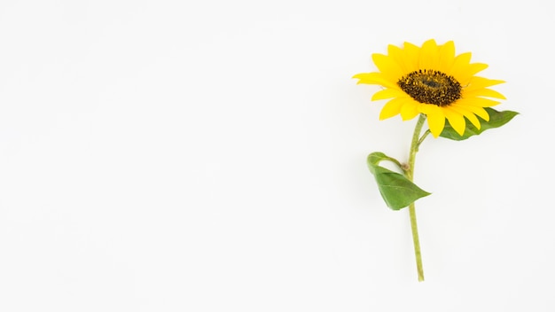 Foto vista panorámica del único girasol amarillo sobre fondo blanco