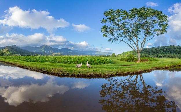 Vista panorámica del valle de Hanalei en Kauai