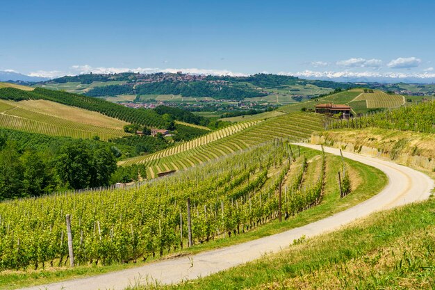 Vista panorámica del viñedo contra el cielo