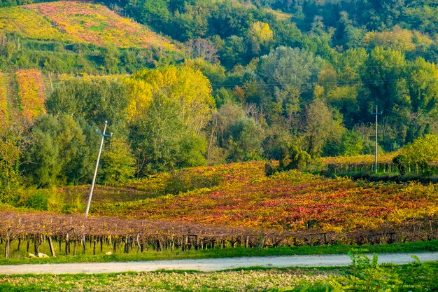 Foto vista panorámica del viñedo por la montaña durante el otoño